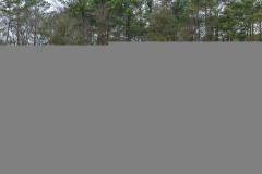 picture of a crane